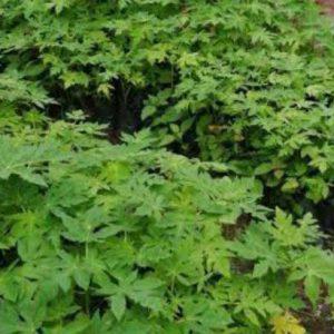 Solo Sunrise Papaya (per seedlings)