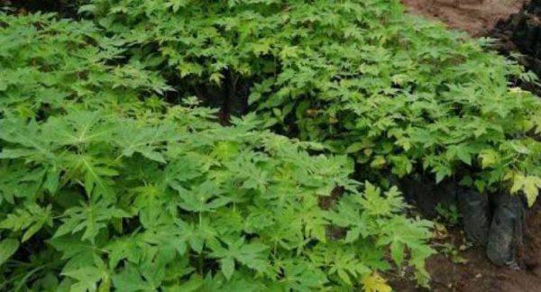 Solo Sunrise Papaya (per seedlings)