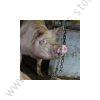 Pig Chewing Chains