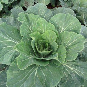 Collards Sweet Georgia F1 (10g)