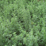 Lucern Alfalfa (1kg)
