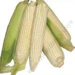 RS MAIZE 5101 (WE 2109)2kg