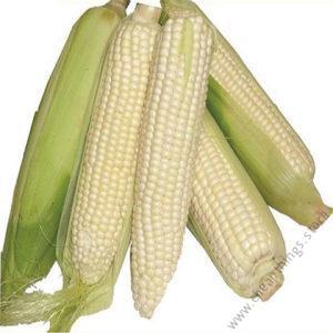 RS MAIZE 5101 (WE 2109)2kg