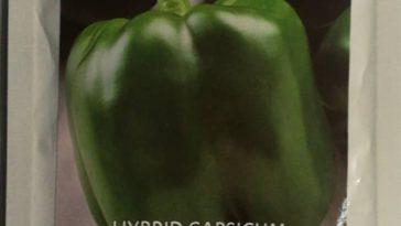 Superbell F1 Pepper (capsicum) 10g