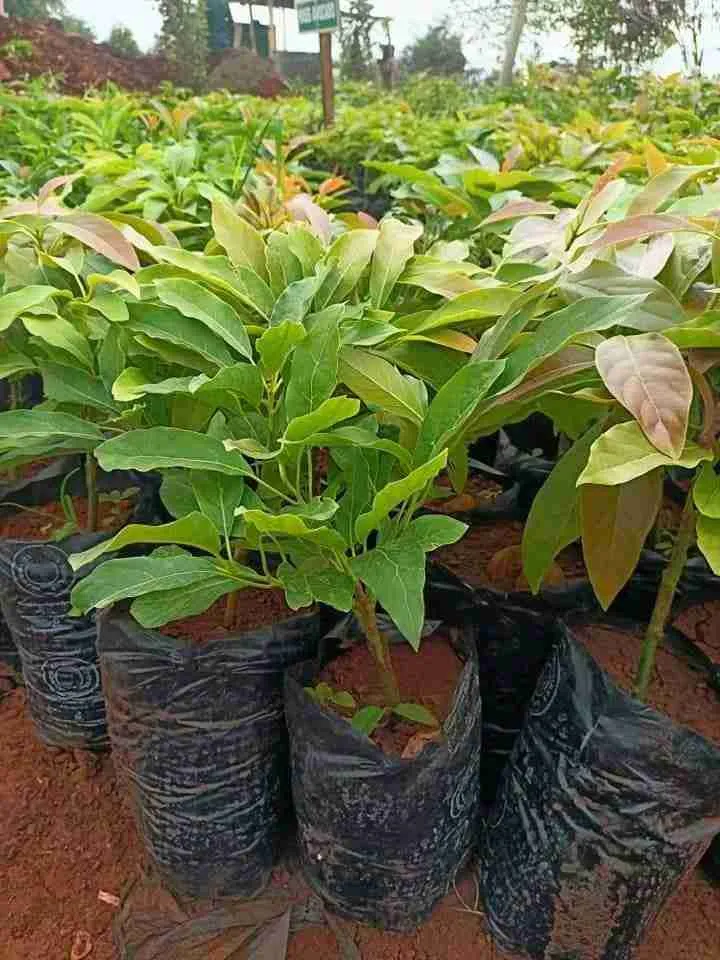 Grafted-Hass-Avocado-Seedlings-3