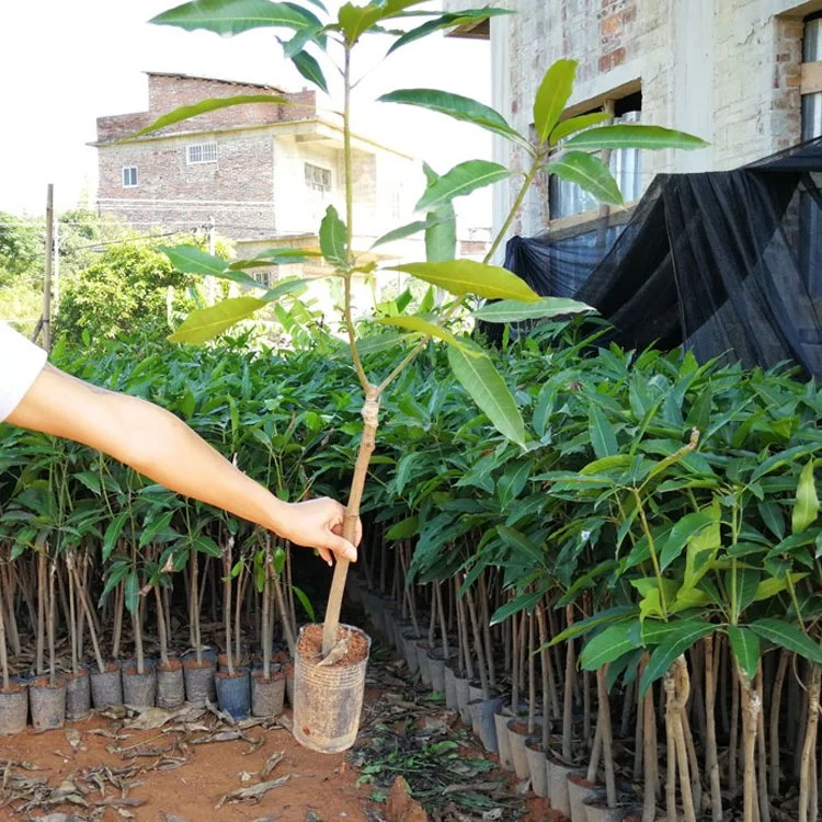 High-Quality-Grafted-Wax-Apple-Tree-Seedling-of-Peach-Fruit-Tree-Seedling-Hotsale-Plant
