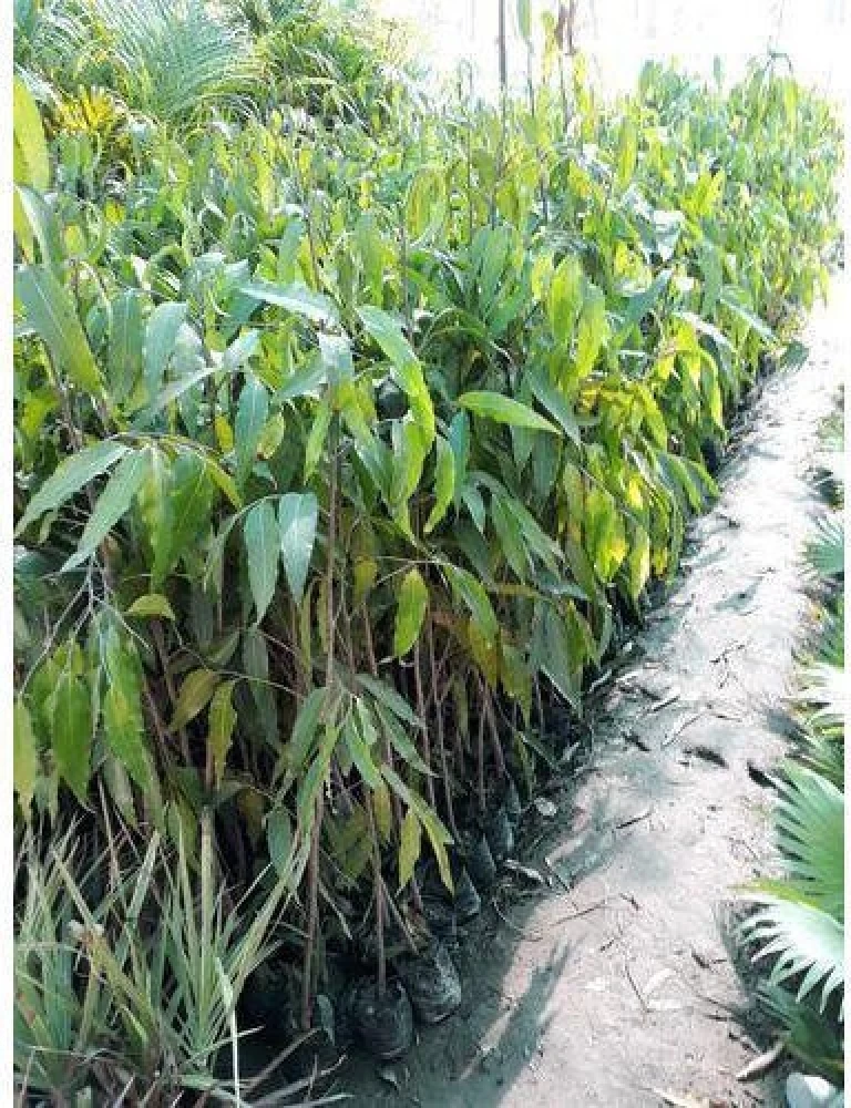 live-ak-142-1-plants-point-original-imafwrg67wynwchh
