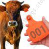 Cow Ear Tags Orange 100pcs