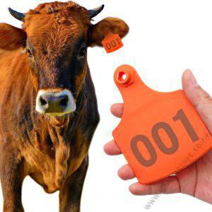 Cow Ear Tags Orange 100pcs