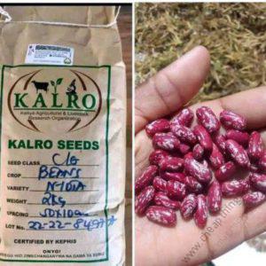 Nyota Beans seeds 2kg