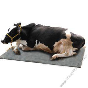 Cow Mattress