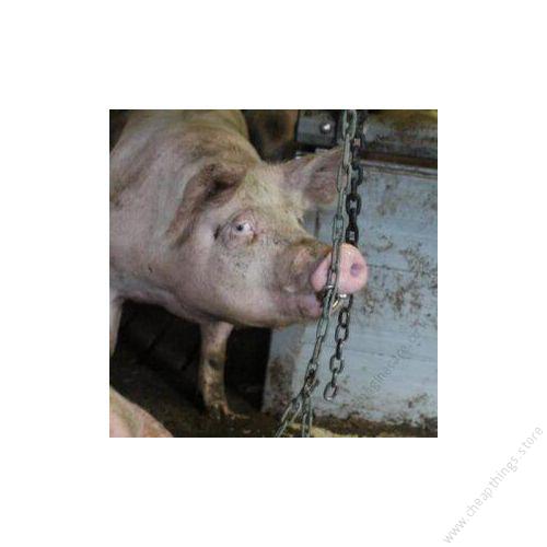 Pig Chewing Chains
