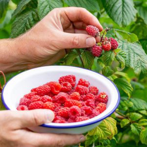 Raspberry Variety Seedlings (per seedlings)