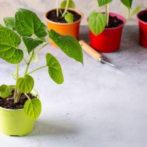 Goose Berry Seedlings (per seedlings)