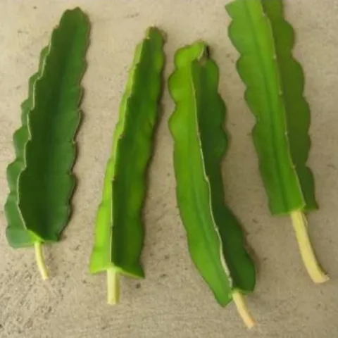 Dragon Fruit Red Unrooted Cutting (per cutting)