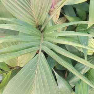 Palms Seedling Per Seedling