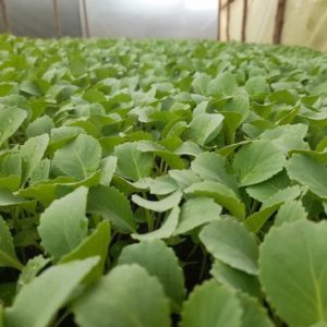 gloria f1 per seedling