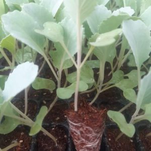 Baraka F1 Per Seedling