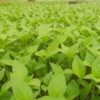 Ready Supper Bell F1 Capsicums (Hoho Ya Green)per seedling