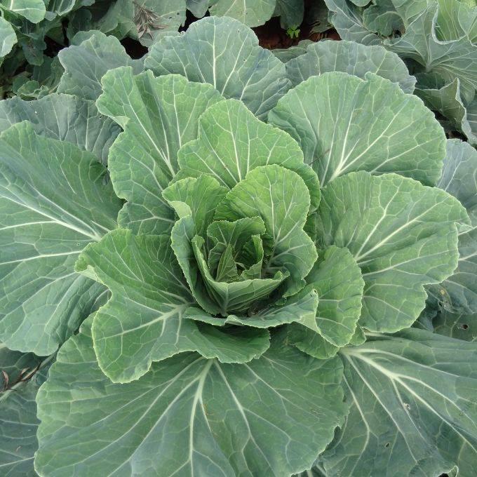 Collards Sweet Georgia F1 (10g)