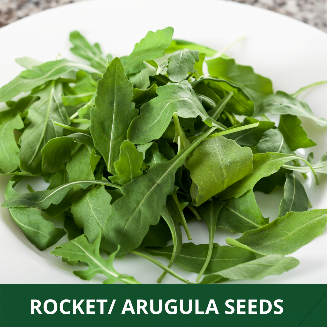 Rocket Arugula Herb (10g)
