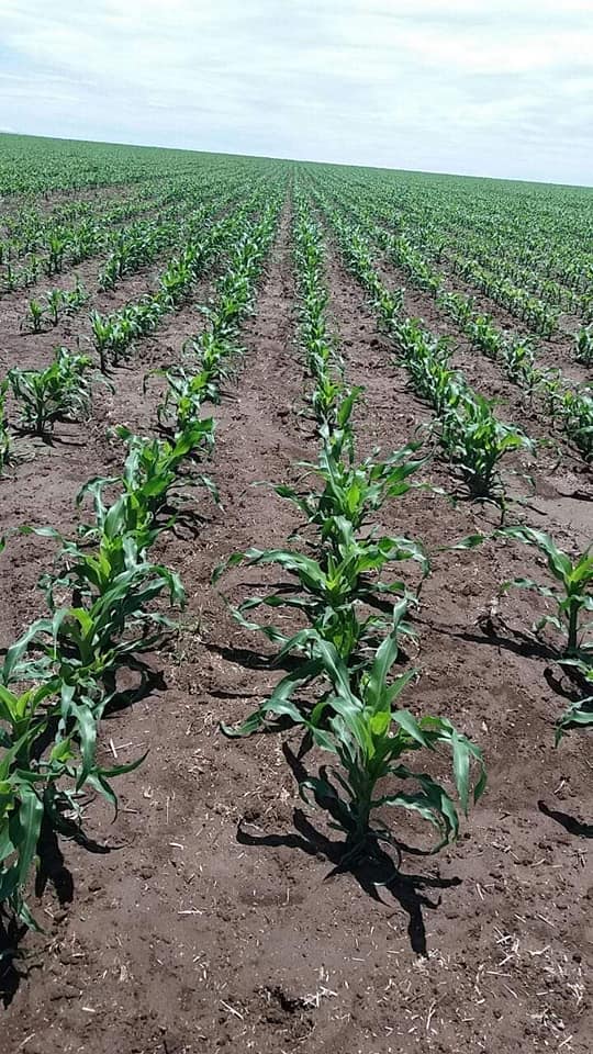 Lumax 537.5 SE (5ltr) - Image 2