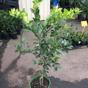 Grafted Lime (per seedlings)