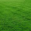 Kikuyu Grass (100g)