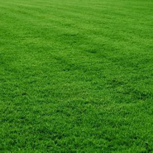 Kikuyu Grass (1kg)