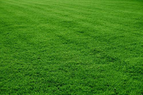 Kikuyu Grass (100g)
