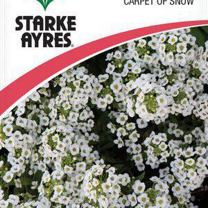 Alyssum Carpet of Snow Flower seeds