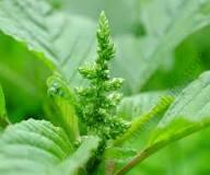 Amaranthus Terere 10g