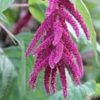 Amaranthus Terere 25g