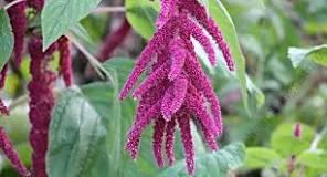 Amaranthus Terere 25g