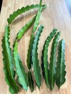 Dragon Fruit White Unrooted Cutting (per cutting)