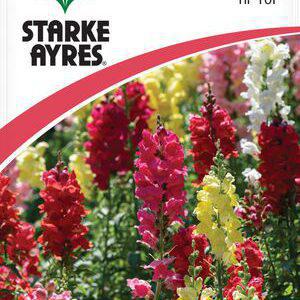 Antirrhinum Tip Top Flower Seeds