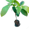 Avocado Hass Grafted Seedling Per Seedling