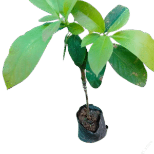 Avocado Hass Grafted Seedling Per Seedling