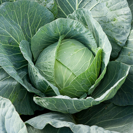 Cabbage TACOMA RZ F1 1000seeds