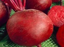 Red beet Detroit 25g