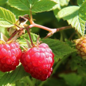 Berry-Raspberry Red Seedling Per Seedling