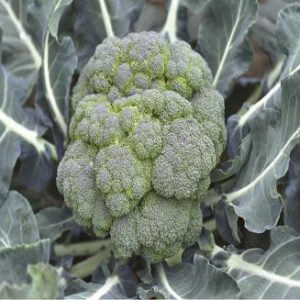 Brocolli Calabrese (25g)