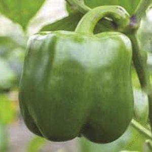 California Wonder (1kg)