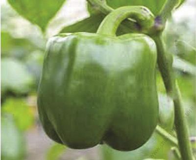 California Wonder (1kg)