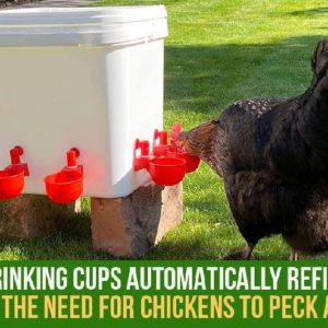 Automatic Poultry Drinker Cups for Hens, Ducks, Quails, Pigeons / Self-Refilling Water Dispenser / Bee Waterer, Bee Watering Station