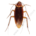 Pali 50WP 100g for Cockroaches - Image 2