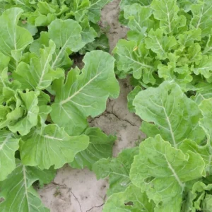 Collard Georgia 48x25g