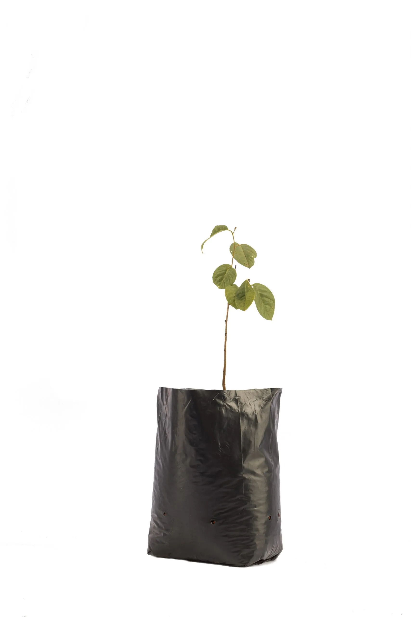 Custard Apple Seedling Per Seedling