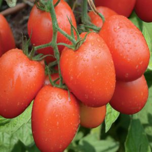 Tomato Nyota F1 (5g)