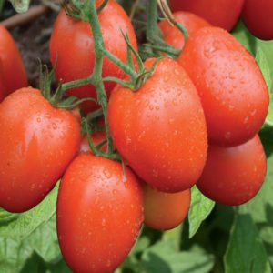 Tomato Nyota F1 (50g)
